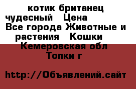 котик британец чудесный › Цена ­ 12 000 - Все города Животные и растения » Кошки   . Кемеровская обл.,Топки г.